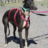 HARRISON, jeune et magnifique galgo