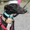 HARRISON, jeune et magnifique galgo