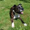 Lecko