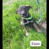 Suzanne/ enzo/ laila