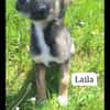 Suzanne/ enzo/ laila