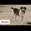 Alisson