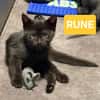 RUNE PEUT ÊTRE ADOPTÉE AVEC SA SOEUR/FRERE OU SÉPARÉMENT SI DÉJÀ UN CHAT PRÉSENT CHEZ VOUS
