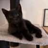RUNE PEUT ÊTRE ADOPTÉE AVEC SA SOEUR/FRERE OU SÉPARÉMENT SI DÉJÀ UN CHAT PRÉSENT CHEZ VOUS