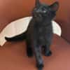RUNE PEUT ÊTRE ADOPTÉE AVEC SA SOEUR/FRERE OU SÉPARÉMENT SI DÉJÀ UN CHAT PRÉSENT CHEZ VOUS