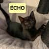 ÉCHO PEUT ÊTRE ADOPTÉE AVEC SA SOEUR/FRERE OU SÉPARÉMENT SI DÉJÀ UN CHAT PRÉSENT CHEZ VOUS