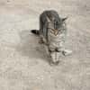 Sanfte, junge Katze Jasmine