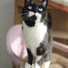 Süßer, älterer Kater Felix