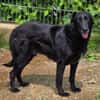KARAM sucht Familienanschluss