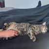 Junger Kater PEPPER sucht sein Zuhause!