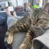 Junger Kater PEPPER sucht sein Zuhause!