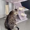 Junger Kater PEPPER sucht sein Zuhause!