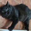 Sanfter Kater Merlin (1 Bein fehlt)