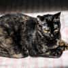 Hübsche, verspielte,Katze Mercedes