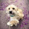 Filou 7 mon. 33 cm verm. Terrier havanes