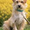 Filou 7 mon. 33 cm verm. Terrier havanes
