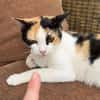 Liebe Katze Tanya