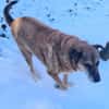💙Ferris💙 sucht ein schönes Zuhause💙🐾