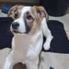 Roosevelt möchte adoptiert werden