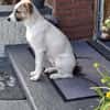 Roosevelt möchte adoptiert werden