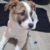 Roosevelt möchte adoptiert werden