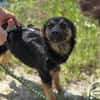 🐾 Roxy sucht ihr Für-immer-Zuhause (E)