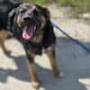 🐾 Roxy sucht ihr Für-immer-Zuhause (E)