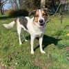 Johnny sucht ein liebevolles Zuhause