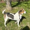 Johnny sucht ein liebevolles Zuhause