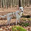 Lobo sucht sein Zuhause