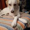 Lobo sucht sein Zuhause