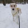 Lobo sucht sein Zuhause