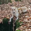 Lobo sucht sein Zuhause