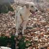 Lobo sucht sein Zuhause