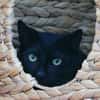 Kater Bob