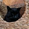 Kater Bob