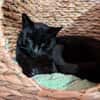 Kater Bob