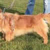 Der liebe Zorro, happy trotz Handicap