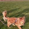 Der liebe Zorro, happy trotz Handicap
