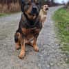 DERRICK - kann das Hunde 1x1 perfekt!