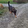 DERRICK - kann das Hunde 1x1 perfekt!
