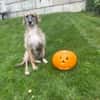 Zola sucht ein liebevolles Zuhause