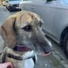 Zola sucht ein liebevolles Zuhause