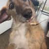 Zola sucht ein liebevolles Zuhause