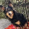 Liebevolle JOJO sucht liebevolle Familie