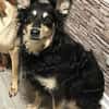Liebevolle JOJO sucht liebevolle Familie