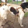 Peppe sucht eine liebe + aktive Familie
