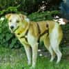 LOVELYN -sucht erfahrene Menschen-