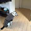 RUBY -ruhige & etwas unsichere Hündin-