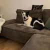 RUBY -ruhige & etwas unsichere Hündin-